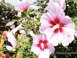 대한민국의 국화... 무궁화(無窮花)에 대하여 기사 이미지