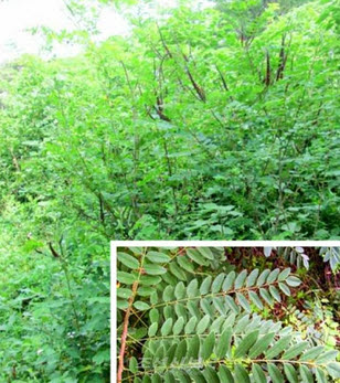 [기자생각] 왜싸리나무가 가리우는 북한의 산업 현실 기사 이미지