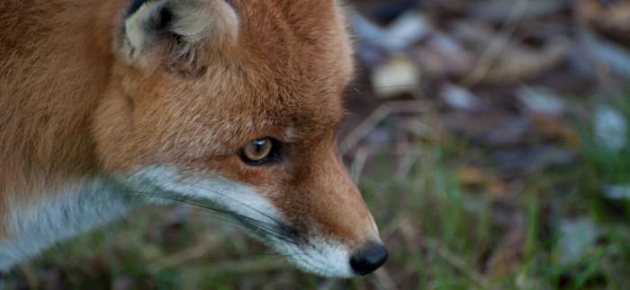 [USA 가톨릭 263] 여우는 살리고, 태아는 죽여라.. 기사 이미지