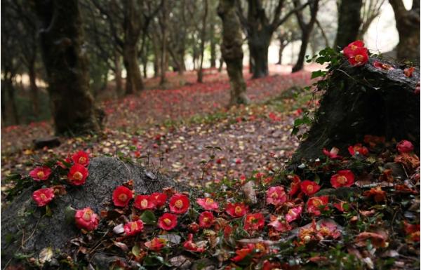강진군, 천년고찰 백련사 동백숲에서 봄을 만나다