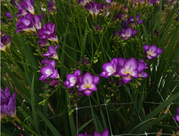 충남도 농업기술원 프리지아 신품종 ‘딥보라문’ 품종보호 등록 완료 기사 이미지