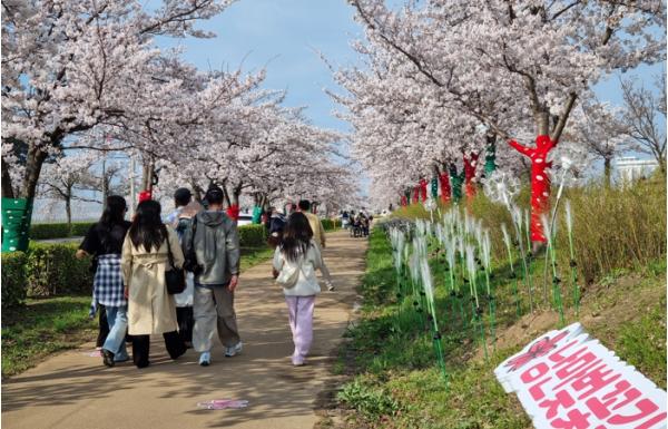 강릉 봄 관광 이끈 ‘2026 경포 벚꽃 축제’ 성료… 통합 홍보로 도심 전역 활기