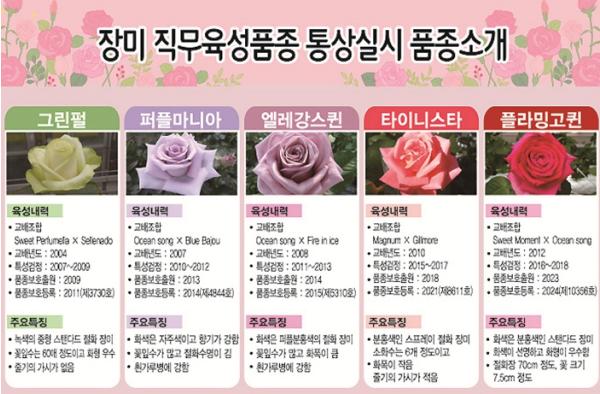충북농업기술원 육성 장미, 관광특구 단양에서 꽃피운다! 